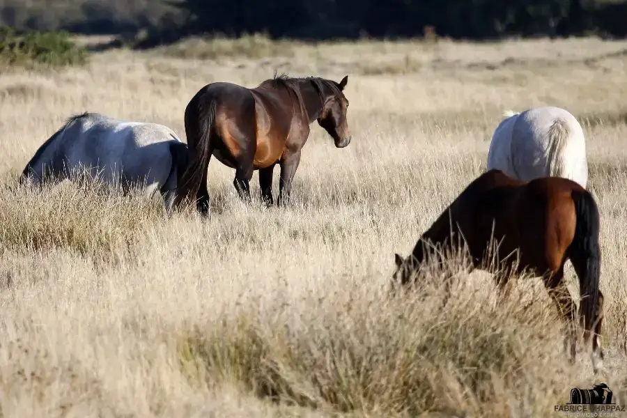 Végétation des marais vendéens au printemps
